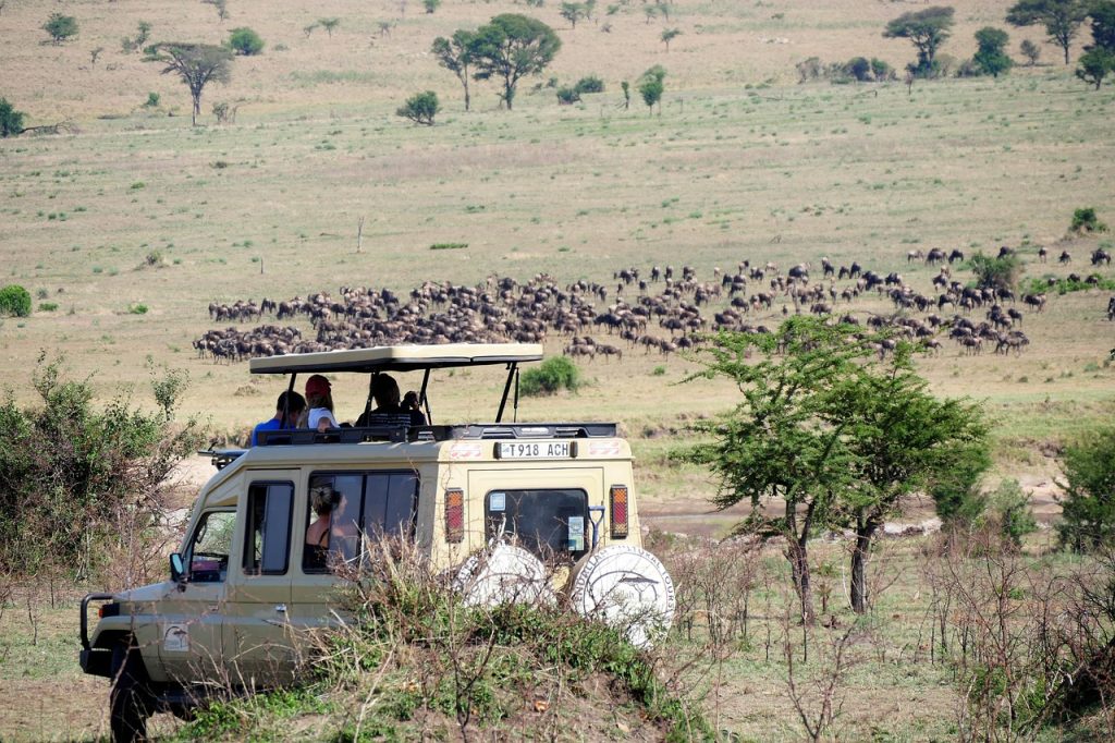 game drive, vehicle, animals