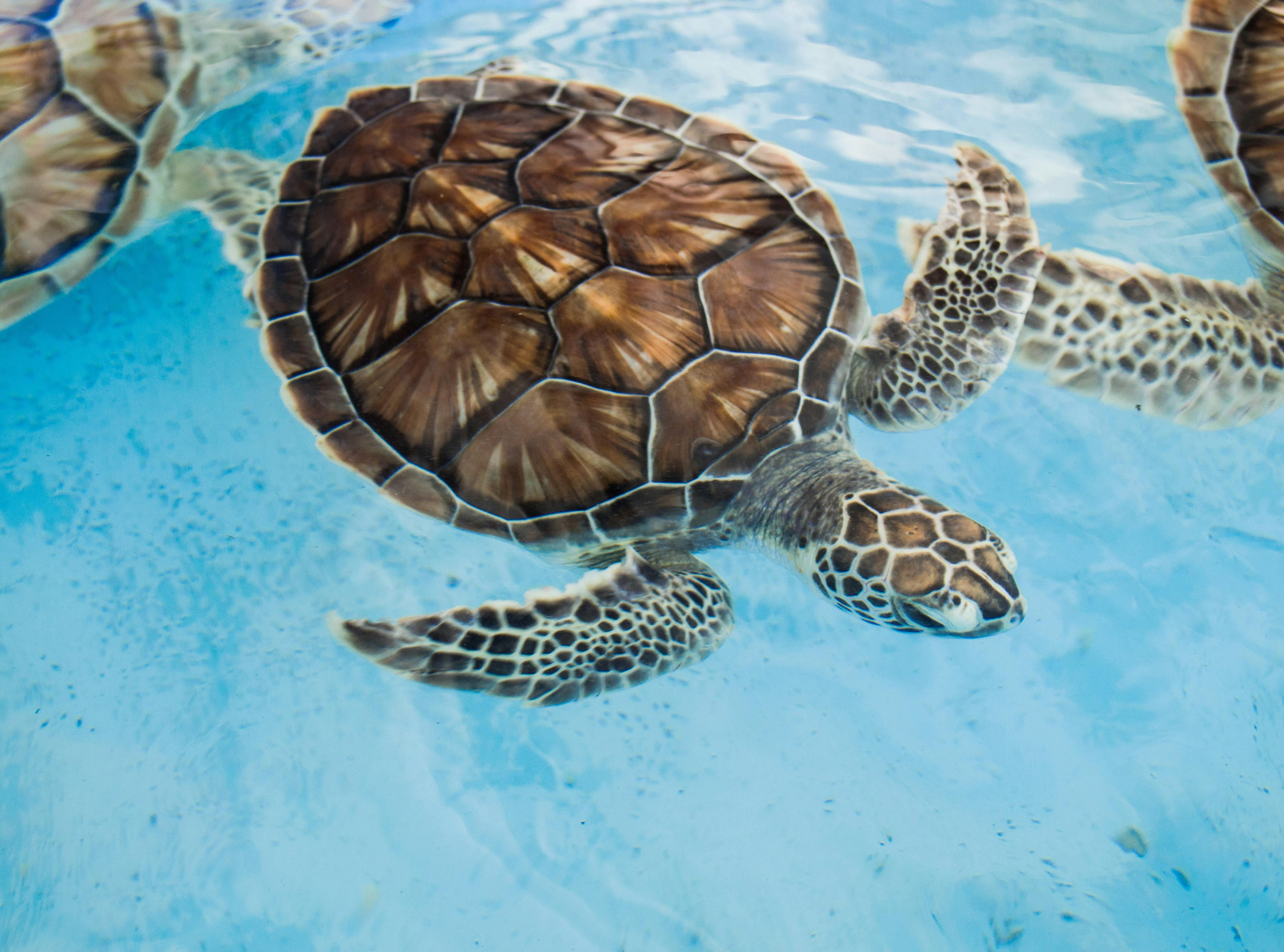 “Swimming with Sea Turtles in the Maldives: What You Need to Know”