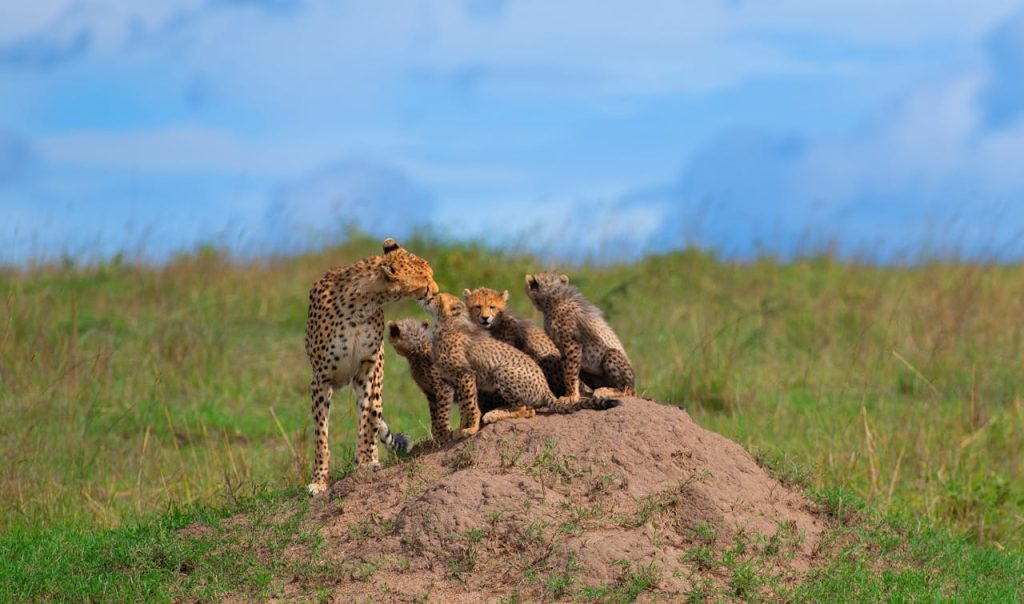 Discover Maasai Mara: A Safari Experience Like No Other