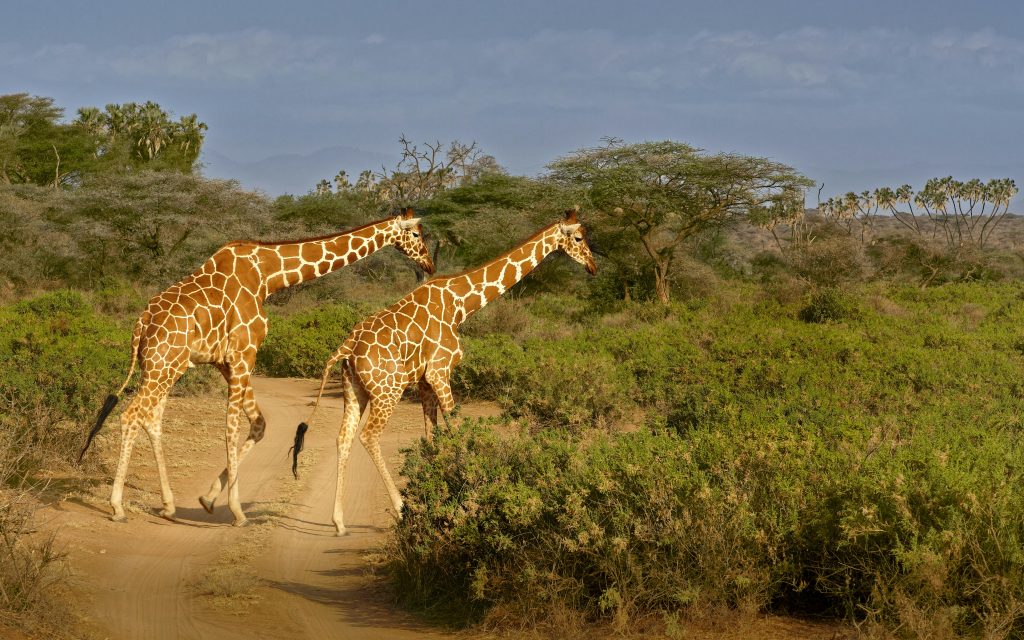 Two giraffes walking through the savannah in Samburu, Kenya.
