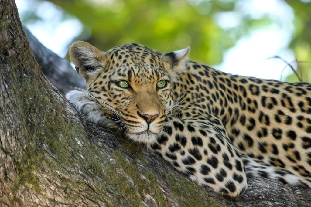 4. 10 Lesser-Known Species to Look Out for on Your Maasai Mara Safari